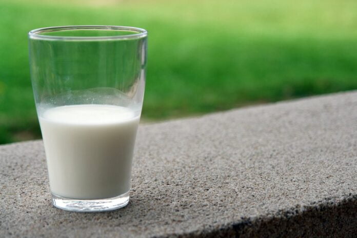 Le lait de chamelle pasteurisé est-il bénéfique ?