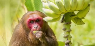 Informations sur le singe Uakari rouge