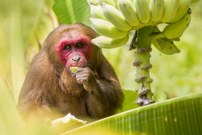 Informations sur le singe Uakari rouge