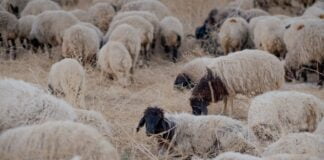 Combien de moutons peut-on nourrir avec une botte de luzerne ?