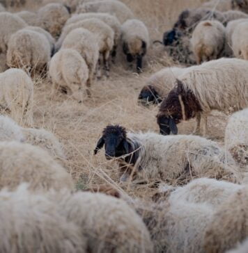 Combien de moutons peut-on nourrir avec une botte de luzerne ?