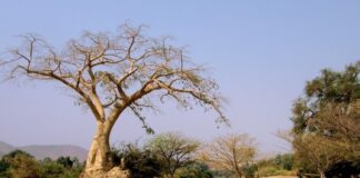 Qu'est-ce qui constitue un facteur abiotique pour un arbre dans une forêt ?