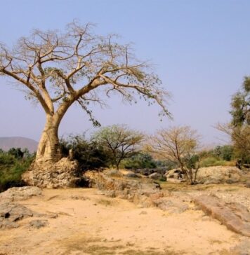 Qu'est-ce qui constitue un facteur abiotique pour un arbre dans une forêt ?