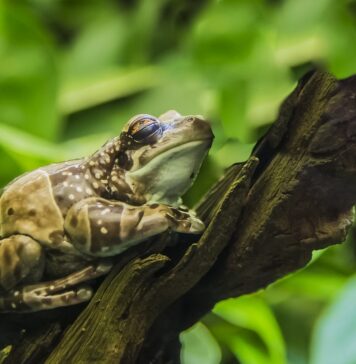 Que recouvre le corps de la grenouille ?