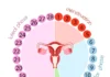 Les signes de la fin de la période d'ovulation.