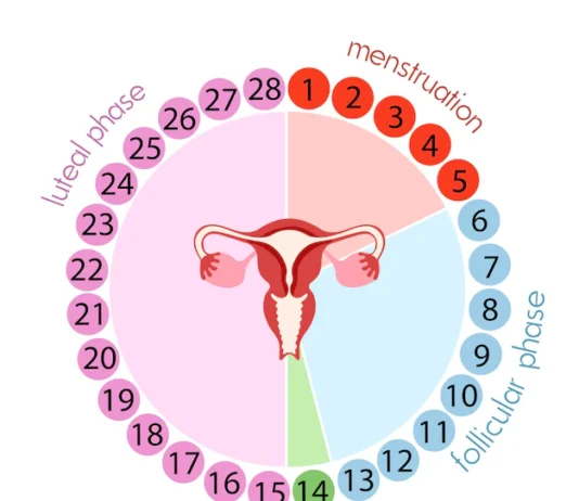 Les signes de la fin de la période d'ovulation.